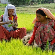 Climate and Development Outlook: Nepal 